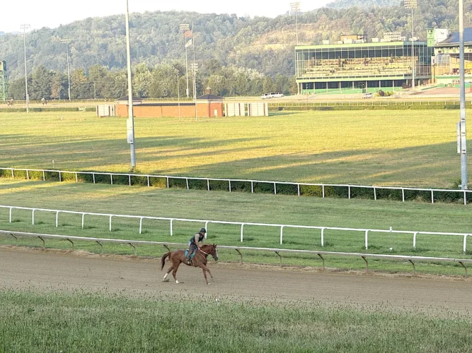 Mountaineer sees uptick in live wagering